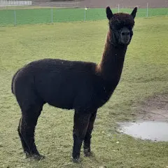 ASB Onyx – Humdinger és Ambersun Cumplido vérvonal