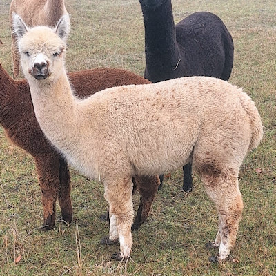 Alpaca mare for sale